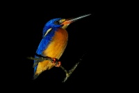 Lednacek modrohrbety - Alcedo meninting - Blue-eared Kingfisher o3064